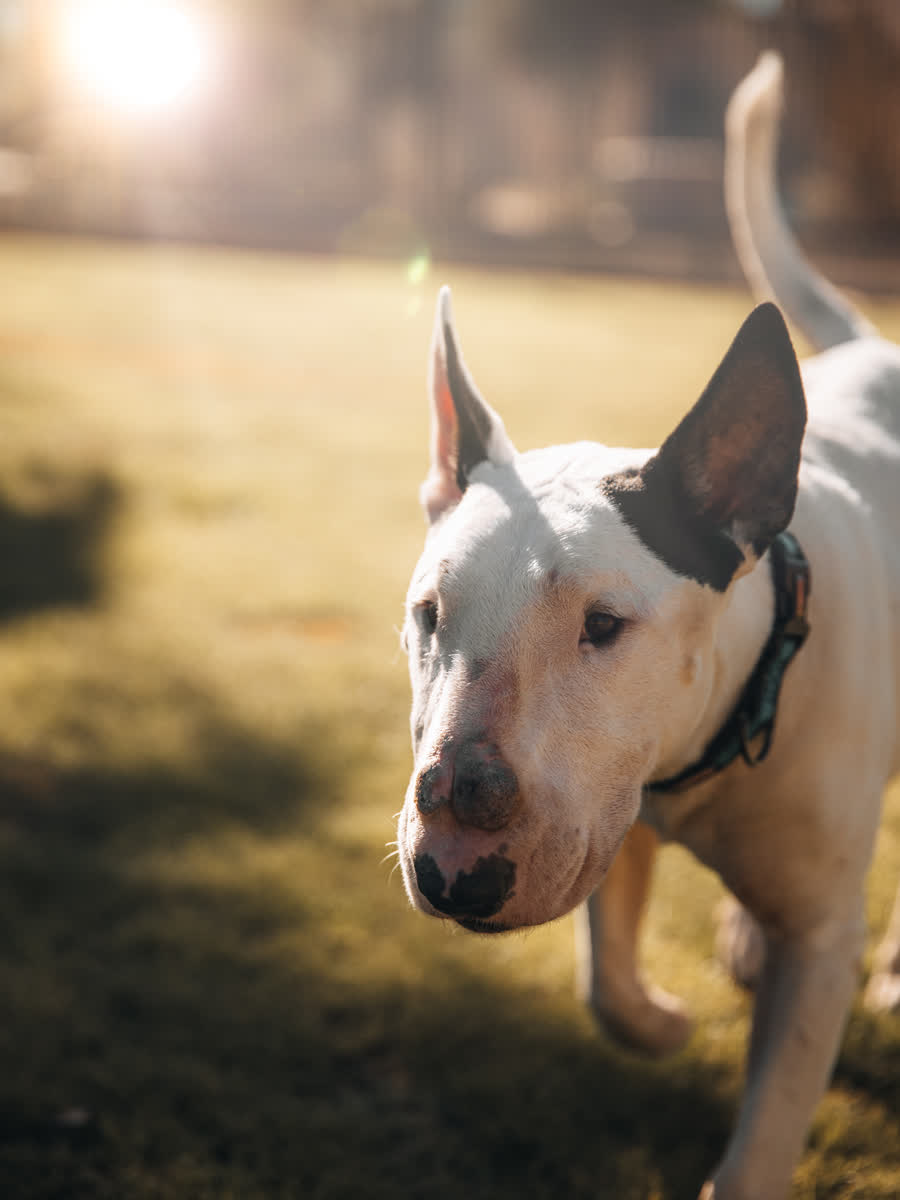 Bull terrier running toward the camera through golden backlit grass